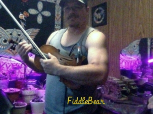 FiddleBear