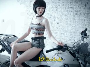 Wildcatcute